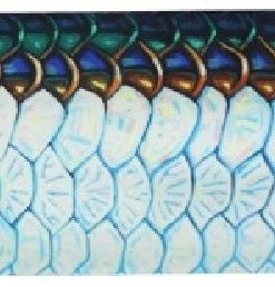 Deyoung Iphone 5/5s Case - Vibe Accessories